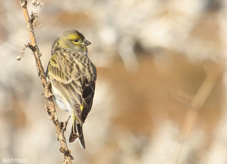 European Serin Serinus serinus    Wadi Meitzar 10-12-11  Lior Kislev